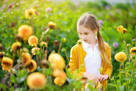 Cute little girl playing in blossoming dahlia field. Child picking fresh flowers in dahlia meadow on sunny summer day. Kid choosing flowers for her mother.の写真素材