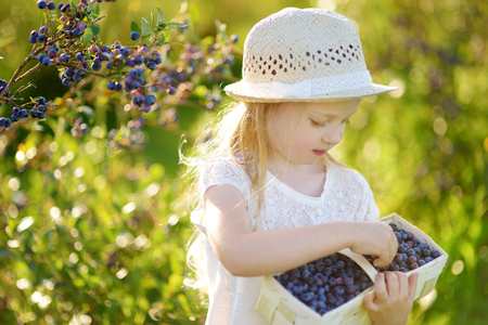 Cute little girl picking fresh berries on organic blueberry farm on warm and sunny summer day. Fresh healthy organic food for small kids.の写真素材
