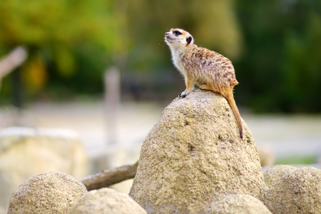 One funny meerkat standing tall waiting for visitors in a zoo. Cute animals in a zoo.の写真素材