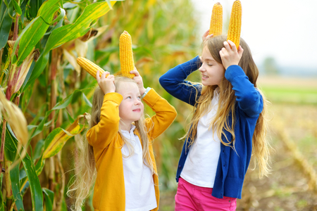 Adorable sisters playing in a corn field on beautiful autumn day. Pretty children holding cobs of corn. Harvesting with kids. Autumn activities for children.の写真素材