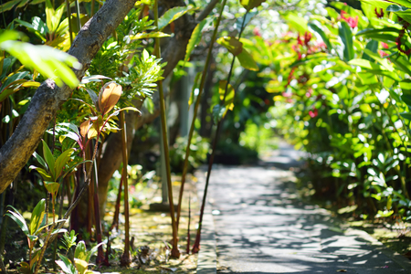 Lush tropical vegetation of the islands of Hawaii, USAの写真素材