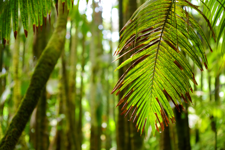 Lush tropical vegetation of the islands of Hawaii, USA