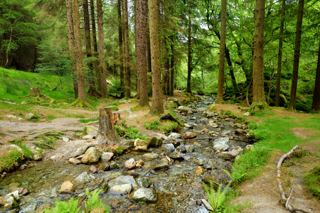 Beautiful narrow stream flowing across woodlands of Wicklow Mountains National Park. Old pine trees and lush greenery of Glendalough valley, County Wicklow, Irelandの写真素材