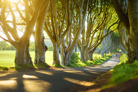 The Dark Hedges, an avenue of beech trees along Bregagh Road in County Antrim. Atmospheric tree tunnel has been used as filming location in popular tv series. Tourist attractions in Nothern Ireland.の写真素材
