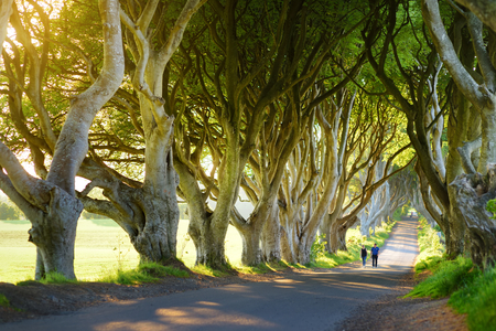 The Dark Hedges, an avenue of beech trees along Bregagh Road in County Antrim. Atmospheric tree tunnel has been used as filming location in popular tv series. Tourist attractions in Nothern Ireland.の写真素材
