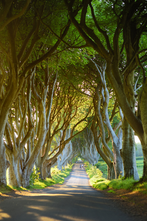 The Dark Hedges, an avenue of beech trees along Bregagh Road in County Antrim. Atmospheric tree tunnel has been used as filming location in popular tv series. Tourist attractions in Nothern Ireland.の写真素材