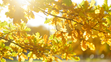 Beautiful golden oak leaves on a tree branch on bright autumn dayの写真素材