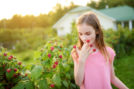 Cute little girl picking fresh berries on organic raspberry farm on warm and sunny summer day. Child harvesting in a garden.の写真素材