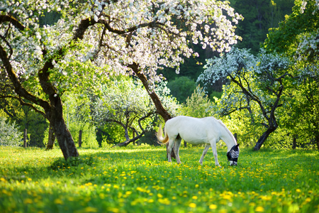 White horse grazing in beautiful old apple tree garden on sunny spring day. Blooming apple trees over bright blue sky.の写真素材