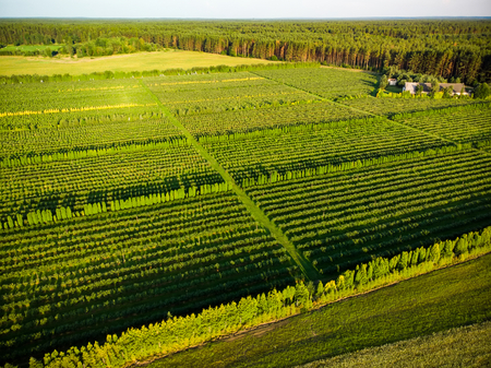 Geometric shapes of agricultural parcels of blueberry fields in green color. Aerial view of farmlands in Lithuania. Sunny summer evening.の写真素材