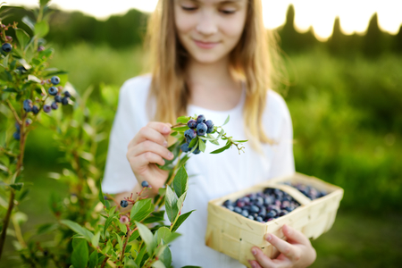Cute little girl picking fresh berries on organic blueberry farm on warm and sunny summer day. Fresh healthy organic food for small kids. Family activities in summer.の写真素材
