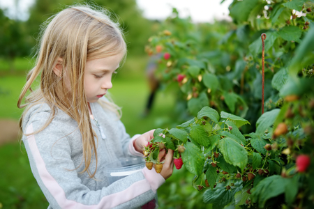 Cute little girl picking fresh berries on organic raspberry farm on warm and sunny summer day. Child harvesting in a garden.の写真素材