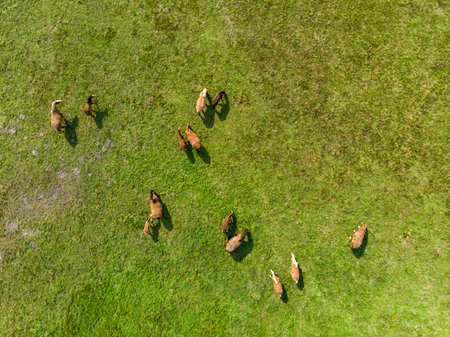 Aerial view of grazing horses on a meadow. Beautiful countryside scenery with horses from above. Scenic Lithuanian countryside.の写真素材