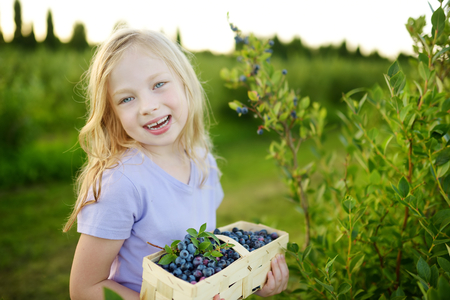 Cute little girl picking fresh berries on organic blueberry farm on warm and sunny summer day. Fresh healthy organic food for small kids. Family activities in summer.の写真素材