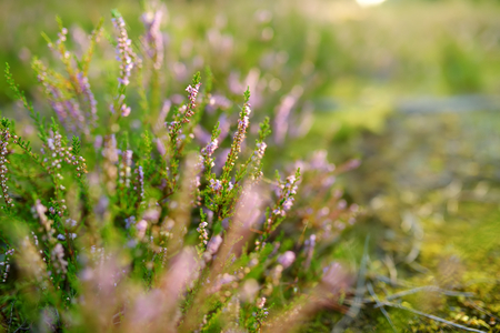 Detail of a flowering heather plant in Lithuanian landscape. Beautiful outdoor scenery.