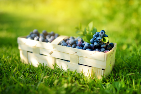 Fresh ripe blueberries in cute wooden basket on a grass under blueberry bush. Healthy organic food.の写真素材
