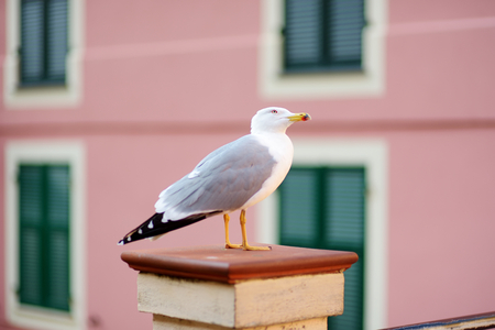 Pigeons and seagulls in small marina of Manarola, one of the five centuries-old villages of Cinque Terre, located on rugged northwest coast of Italian Riviera, Liguria, Italy.の写真素材