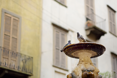 Pigeons sitting on a fountain in beautiful medieval Bergamo city, Lombardy, Italy.の写真素材