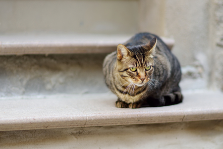 Stray cat on the street of Riomaggiore, the largest of the five centuries-old villages of Cinque Terre, located on rugged northwest coast of Italian Riviera, Liguria, Italy.の写真素材