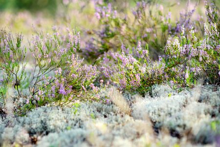 Detail of a flowering heather plant in Lithuanian landscape. Beautiful outdoor scenery.の写真素材
