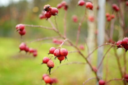 A branch of red wild rose hips on late autumn dayの写真素材
