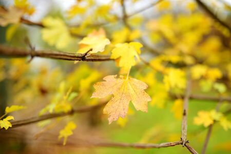 Beautiful golden leaves on a tree branch on bright autumn day