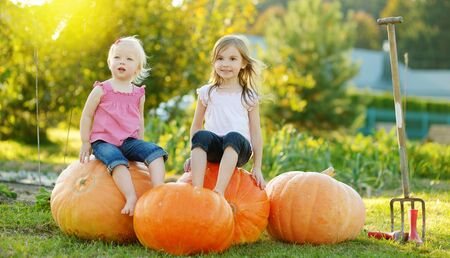 Two little sisters sitting on huge pumpkins on a pumpkin patch. Kids picking pumpkins at country farm on warm autumn day. Family time at Thanksgiving and Halloween.の写真素材