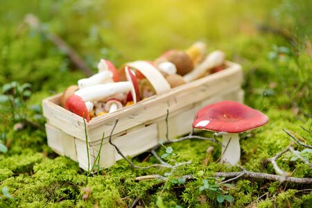 A basket full of edible mushrooms. Picking mushrooms in autumn forest. Family leisure at fall.の写真素材