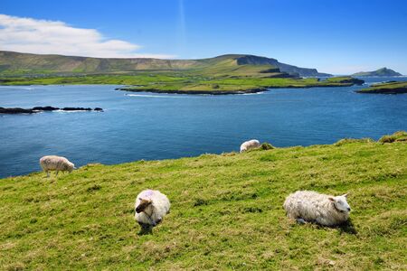 Sheep marked with colorful dye grazing in green pastures. Adult sheep and baby lambs feeding in lush green meadows of Ireland.の写真素材