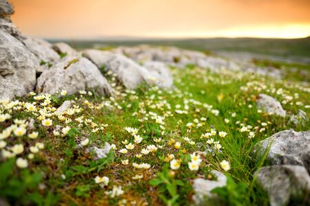 Spectacular landscape of the Burren region of County Clare, Ireland. Exposed karst limestone bedrock at the Burren National Park. Rough Irish nature.の写真素材