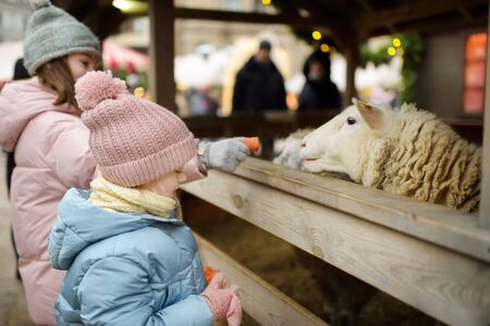 Two cute young sisters having fun feeding sheep in a small petting zoo on traditional Christmas market in Riga, Latvia. Happy winter activities for kids. Feeding holiday animals.の写真素材