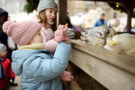 Two cute young sisters having fun feeding sheep in a small petting zoo on traditional Christmas market in Riga, Latvia. Happy winter activities for kids. Feeding holiday animals.の写真素材