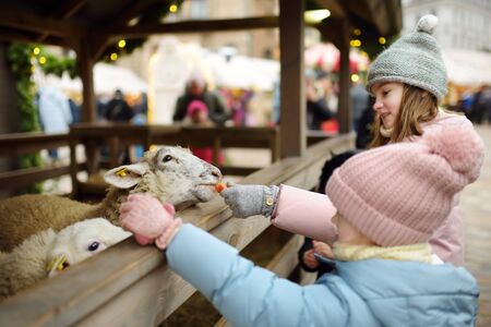Two cute young sisters having fun feeding sheep in a small petting zoo on traditional Christmas market in Riga, Latvia. Happy winter activities for kids. Feeding holiday animals.の写真素材