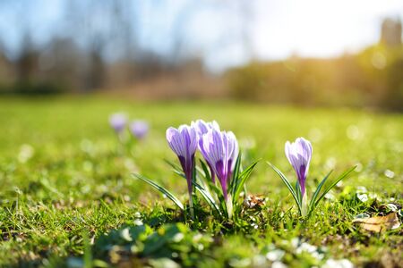 Blooming crocus flowers in the park. Spring landscape. Beauty in nature.