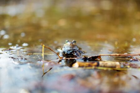 Common green frog in water on springtime. Beautiful wildlife.