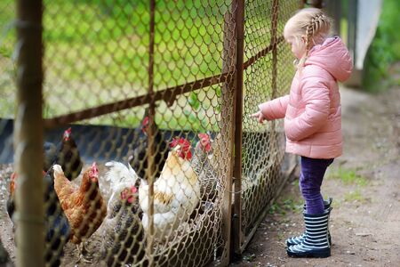 Cute little girl looking at farm chickens through metal fence. Child exploring nature.の写真素材