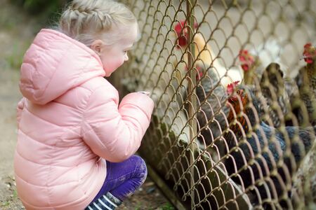 Cute little girl looking at farm chickens through metal fence. Child exploring nature.の写真素材
