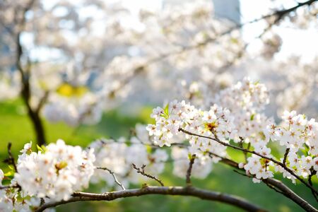 Beautiful cherry tree blossoming on spring. Beauty in nature. Tender cherry branches on sunny spring day outdoors.の写真素材