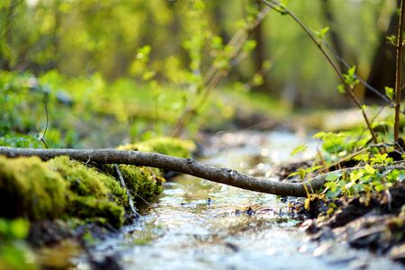 Small and narrow stream winding throught the dense green forest on early springの写真素材