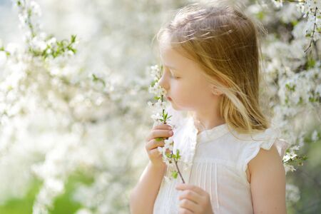 Adorable young girl in blooming cherry tree garden on beautiful spring day. Cute child picking fresh...