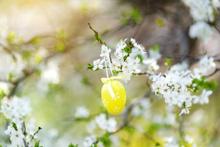 Easter eggs hanging on blossoming cherry branches in sunny garden. Blooming tree branches decorated for Easter. Celebratiing Easter outdoors.の写真素材