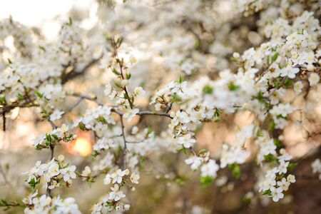 Beautiful cherry tree blossoming on spring. Beauty in nature. Tender cherry branches on sunny spring...