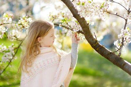 Adorable young girl in blooming cherry tree garden on beautiful spring day. Cute child picking fresh cherry tree flowers at spring. Kid exploring nature.の写真素材