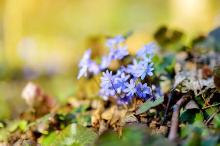 Blossoming hepatica flower in early spring in forest. Beauty in nature.