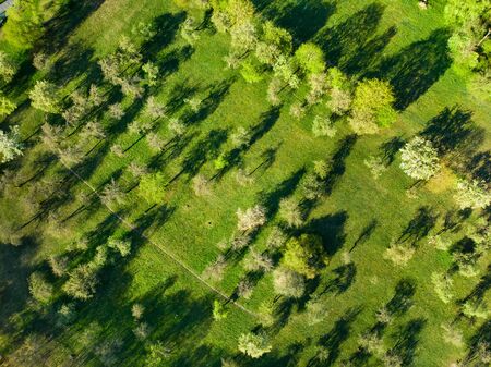 Beautiful aerial view of an old apple orchard in late spring. Green apple trees in a garden on sunny summer day. Park scenery in Vilnius, Lithuania.の写真素材