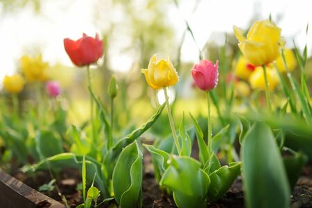Colorful tulips grow in flower bed in the spring garden. Beautiful spring nature.の写真素材