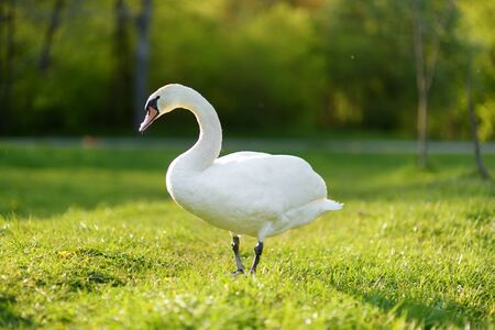 Beautiful white swan near a lake on nice early spring day. Exploring nature.の写真素材