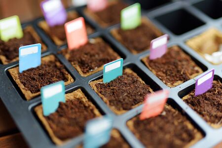 Starter tray full of biodegradable seedling pots with colorful tags attached to mark different plants. Planting flowers and vegetables on a spring time.の写真素材