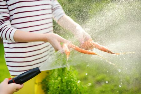 Close-up on childs hand washing a bunch of fresh organic carrots under streaming water. Child harvesting vegetables in a garden. Fresh healthy food for small kids. Family nutrition in summer.の写真素材
