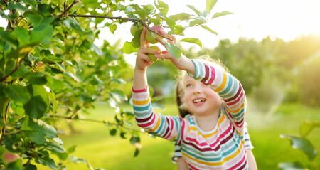 Cute young girl harvesting apples in apple tree orchard in summer day. Child picking fruits in a garden. Fresh healthy food for small kids. Family nutrition in summer.の写真素材